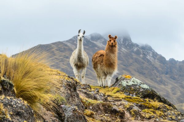 ALMOHADA LANA ALPACA - Imagen 4