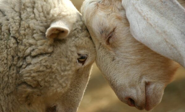 ALMOHADA MERINO - Imagen 2