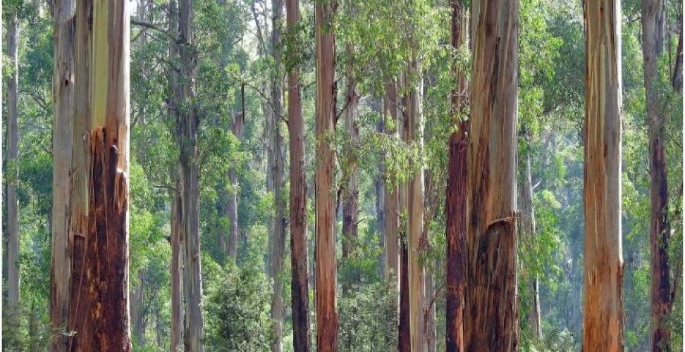 bosque eucalipto